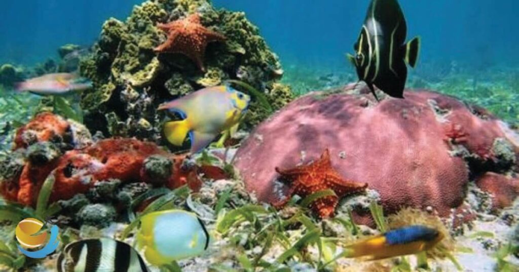 Anini Beach Snorkeling