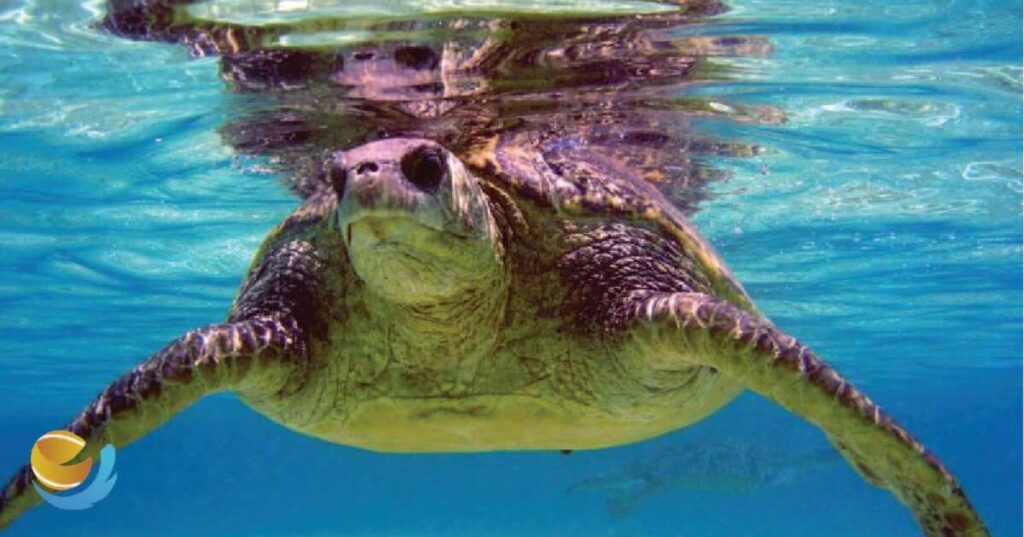 Anini Beach Snorkeling