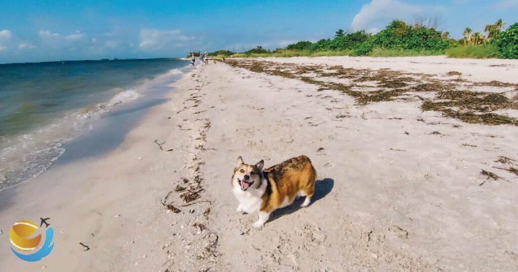 Fort De Soto Dog Beach