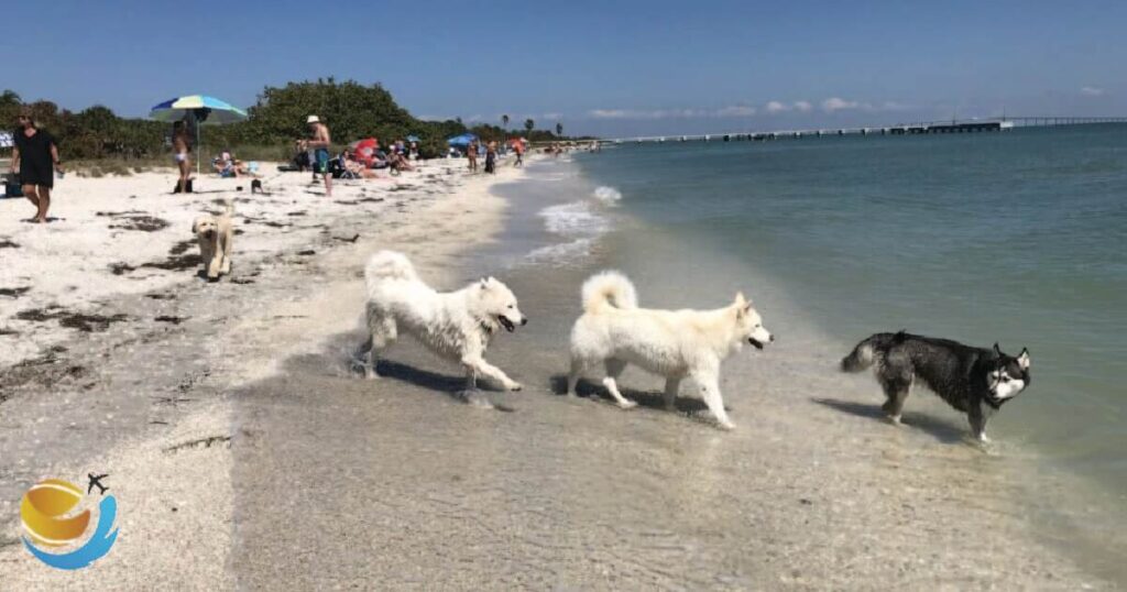 Fort De Soto Dog Beach