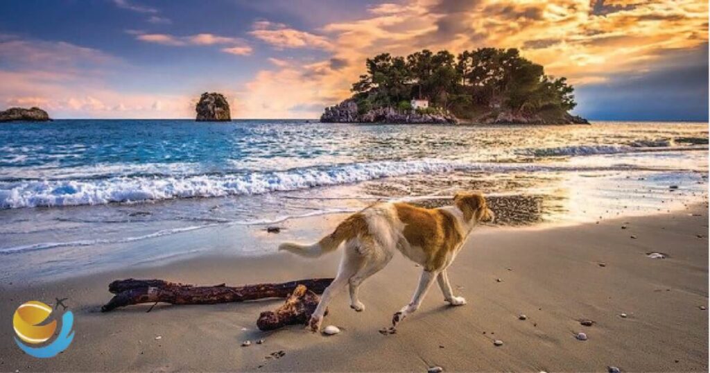 Fort De Soto Dog Beach